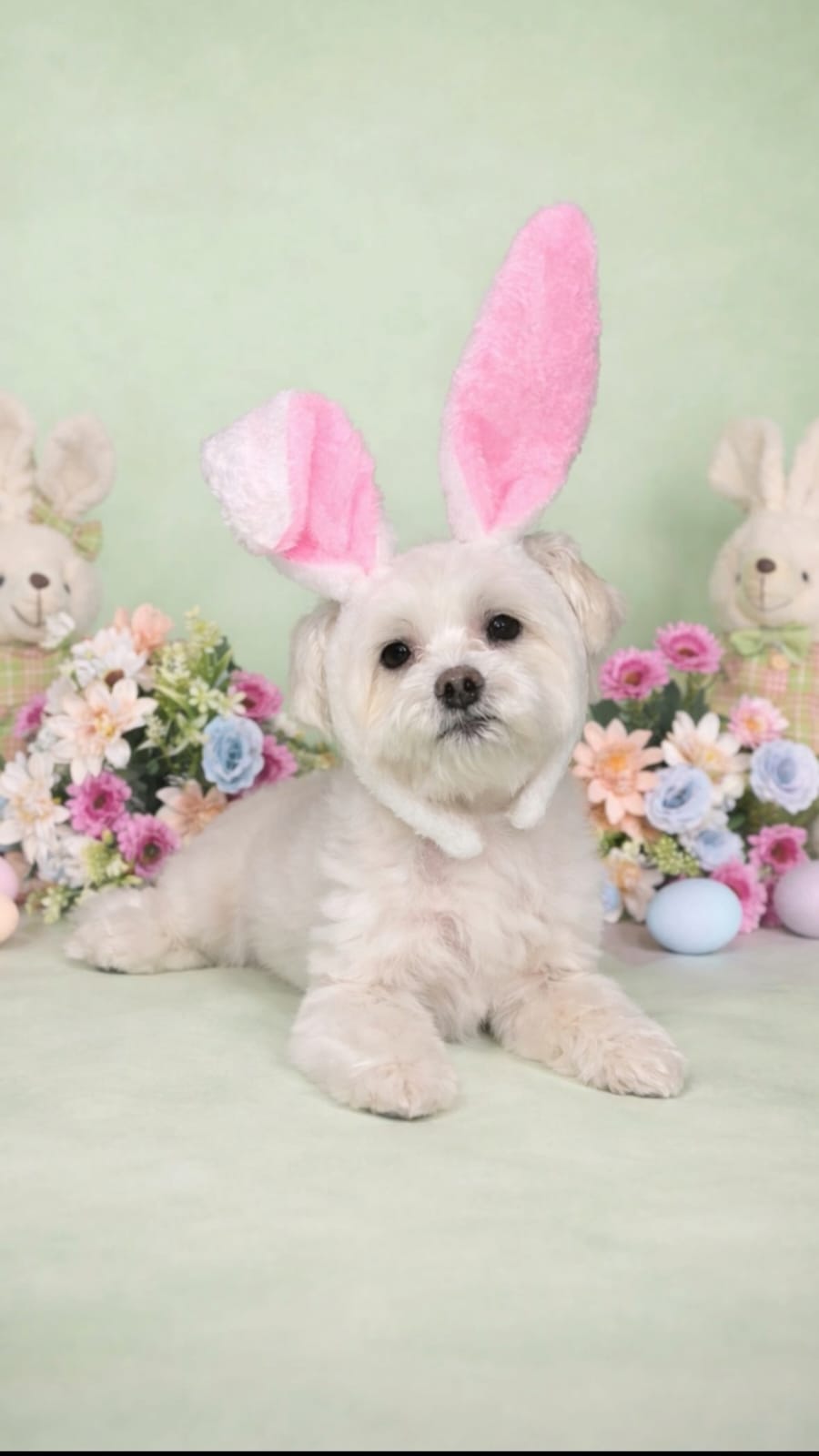 Cachorrinho estiloso